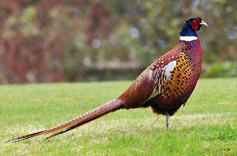 File:Pheasant.jpg