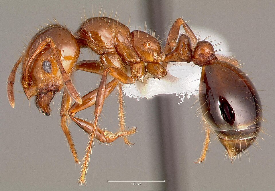 File:Solenopsis invicta casent0005804 profile 1.jpg