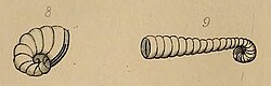 Illustration of "Spirolina depressa" and "Spirolina cylindracea"
