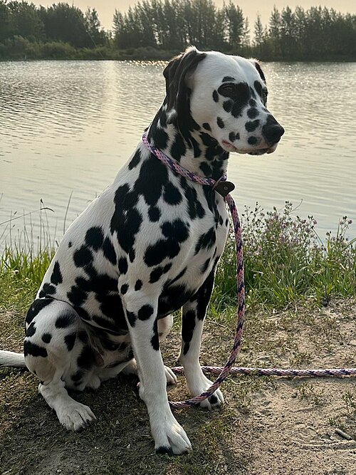 File:Sun Dog Dalmatian.jpg