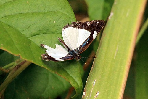 White sailor Dynamine theseus Trinidad and Tobago