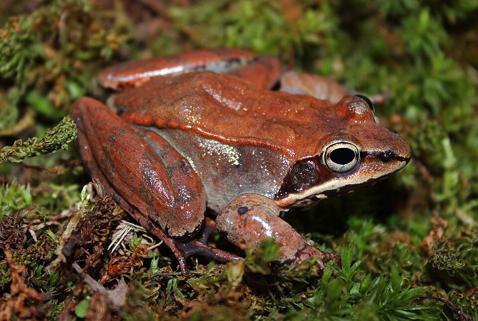 File:Wood Frog (Rana sylvatica) (25234151669).jpg