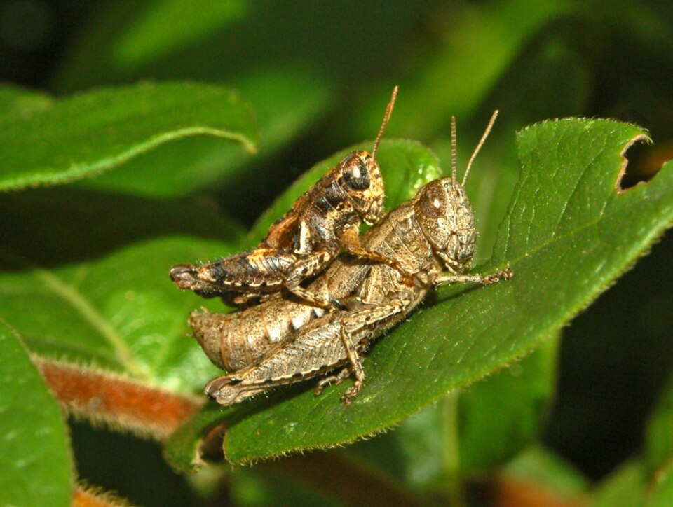 File:Acrididae - Pezotettix giornae-5.JPG