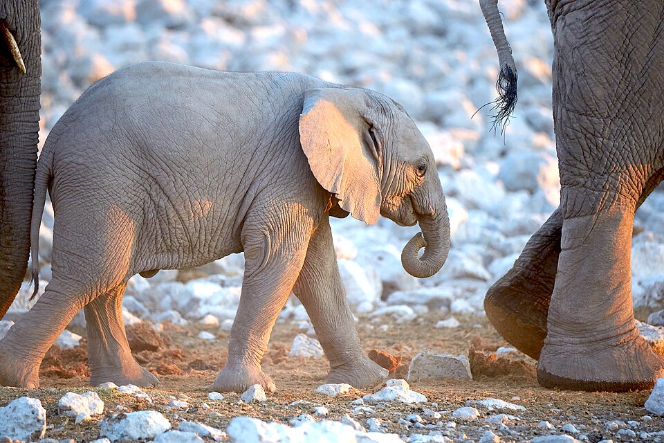 File:African Elephant Baby Walk3 2019-07-23.jpg