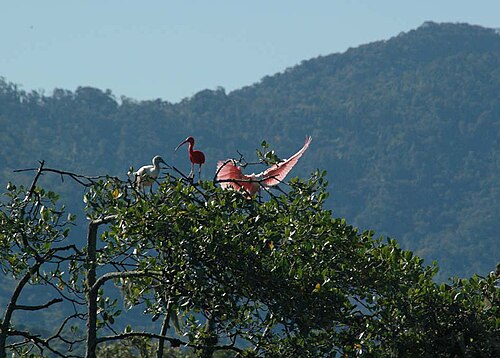 Guarás in the trees of the Guaraqueçaba  Ecological station
