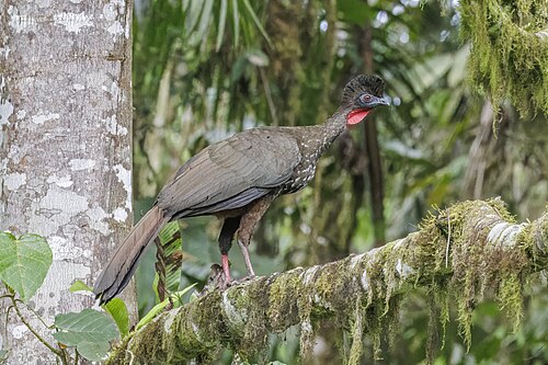 Crested guan Penelope purpurascens aequatorialis Ecuador