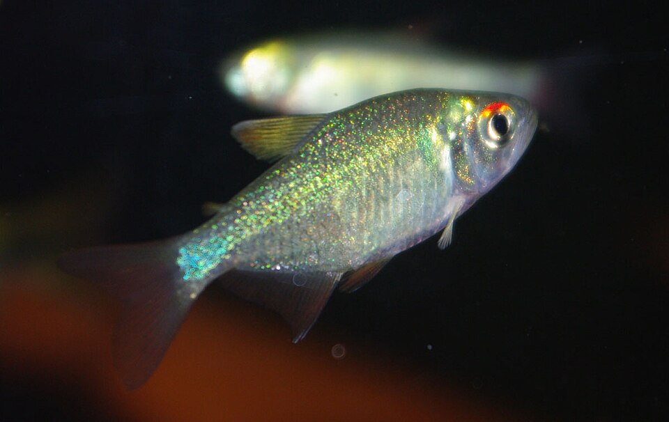 File:Ectrepopterus uruguayensis (46313).jpg