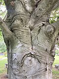 Bark