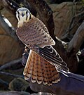 January 7thFalco sparverius (American Kestrel)