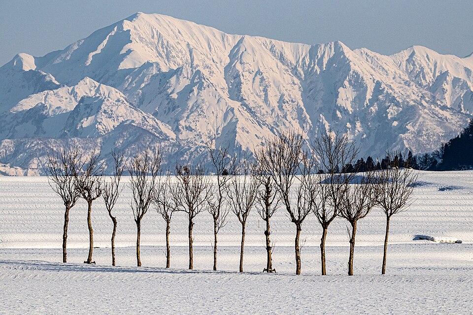 File:Find47 Niigata-Hasagi-trees of winter (Odiya City)-m.jpg