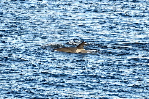 Killer whale (Orcinus orca), Gerlache Strait