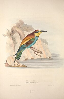European bee-eater painted by John Gould, English ornithologist
