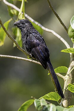 Groove-billed ani Crotophaga sulcirostris Belize