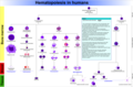 Diagram of human Haematopoiesis