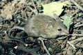Thumbnail for version as of 18:33, 5 October 2025