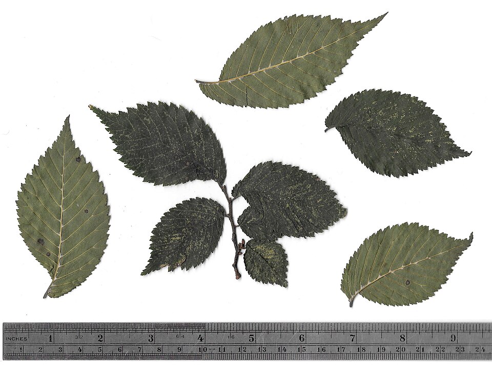 File:Leaves of Ulmus 'Purpurea'.jpg