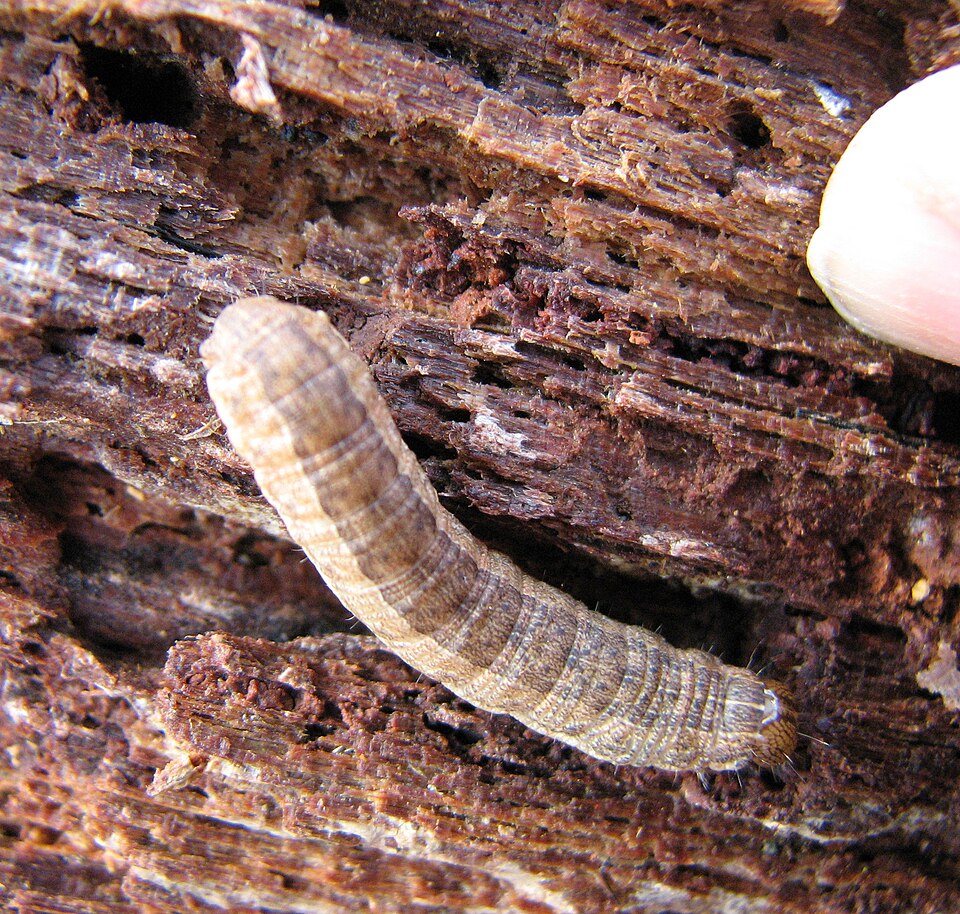 File:Leucaniini caterpillar.jpg