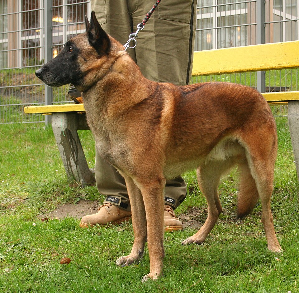 File:Malinois rybnik-kamien pl.jpg