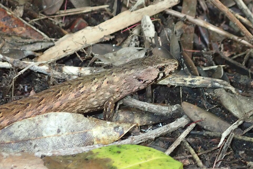 File:Oligosoma homalonotum 171942262.jpg
