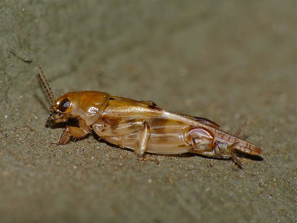 File:Pigmy Mole Cricket (Tridactylus sp.) (13977429463).jpg