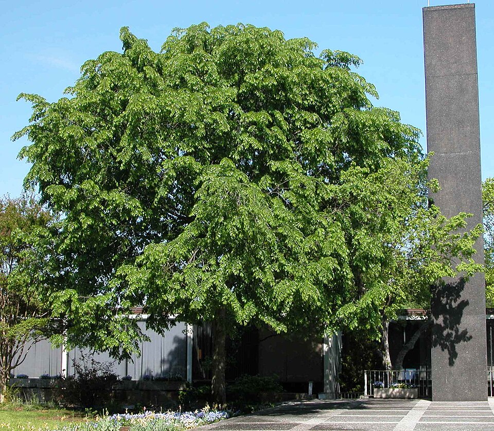 File:Ulmus davidiana var Japonica 'Prospector'.JPG