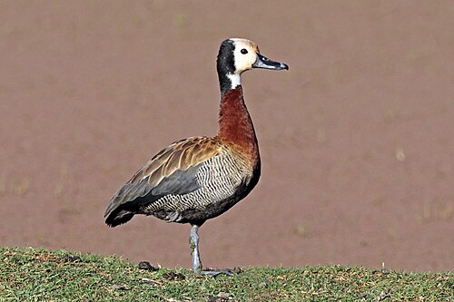 White-faced whistling duck Dendrocygna viduata Ethiopia