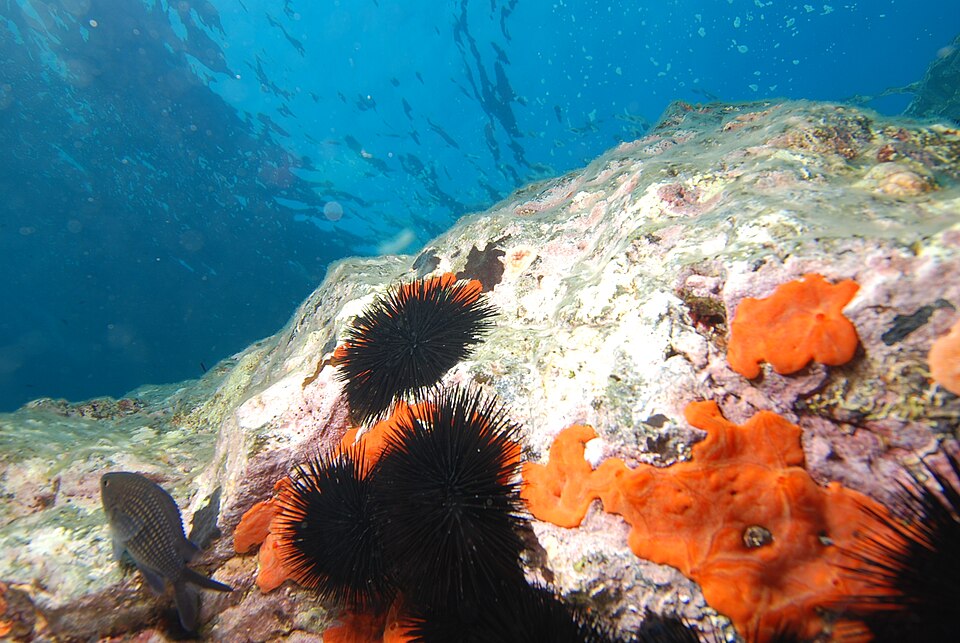 File:Arbacia lixula.JPG
