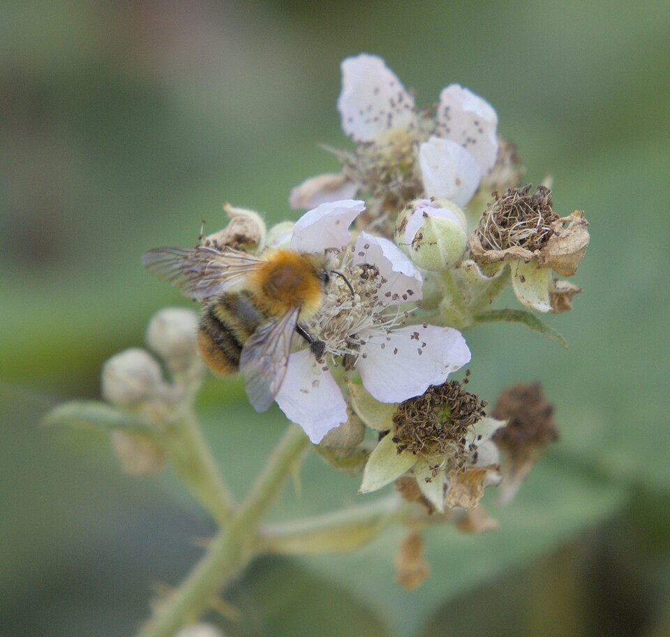File:Bee on blackberry blossom.jpg