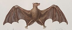 Drawing of brown bat
