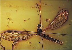 Elephantomyia pulchella, 12 Nov 2015