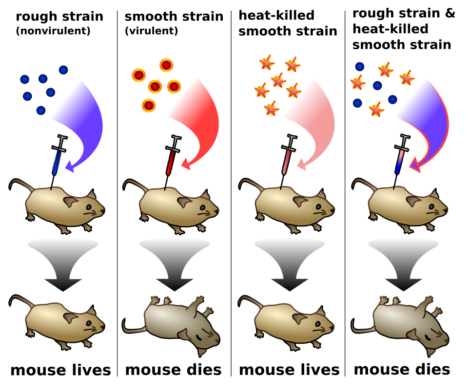 File:Griffith experiment.svg