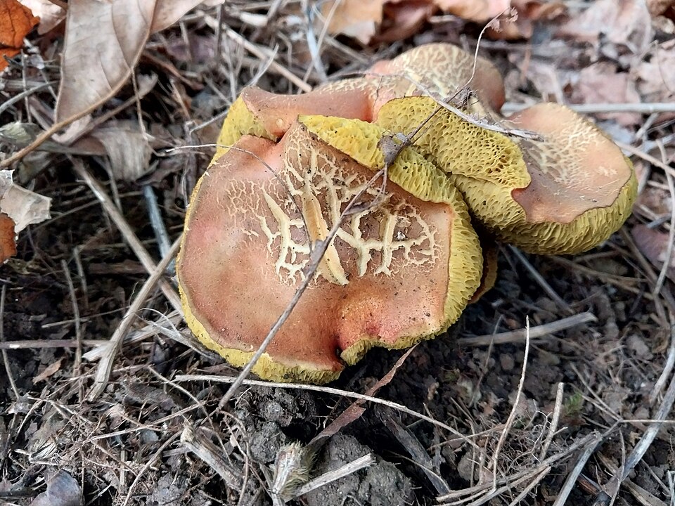 File:Hortiboletus coccyginus.jpg
