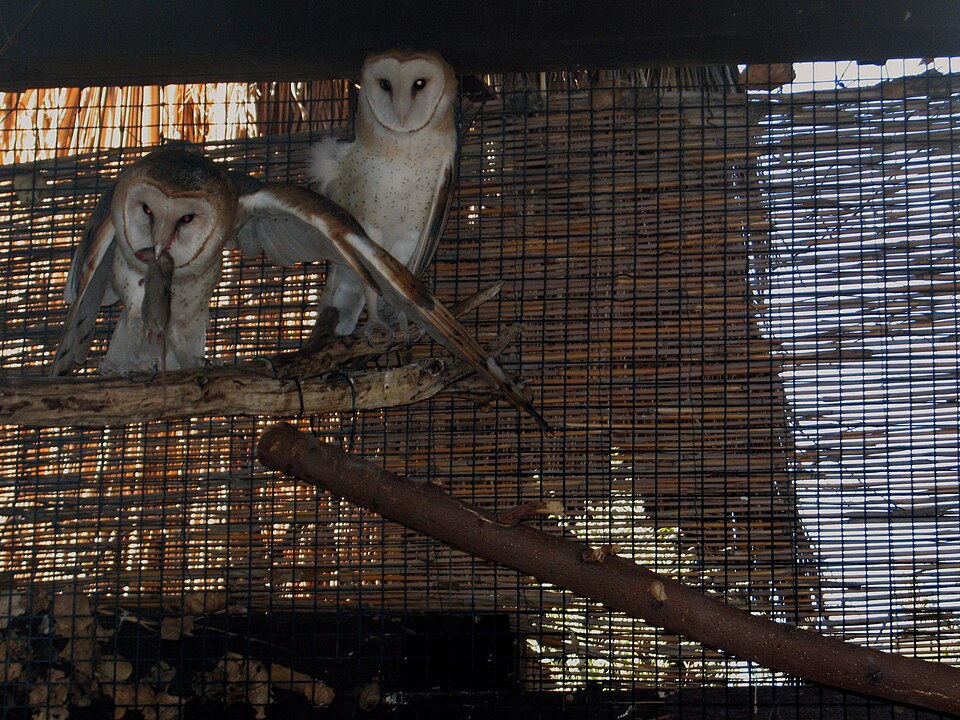 File:LD.barn.owls.JPG
