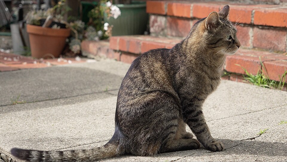 File:Mackerel tabby profile.jpg