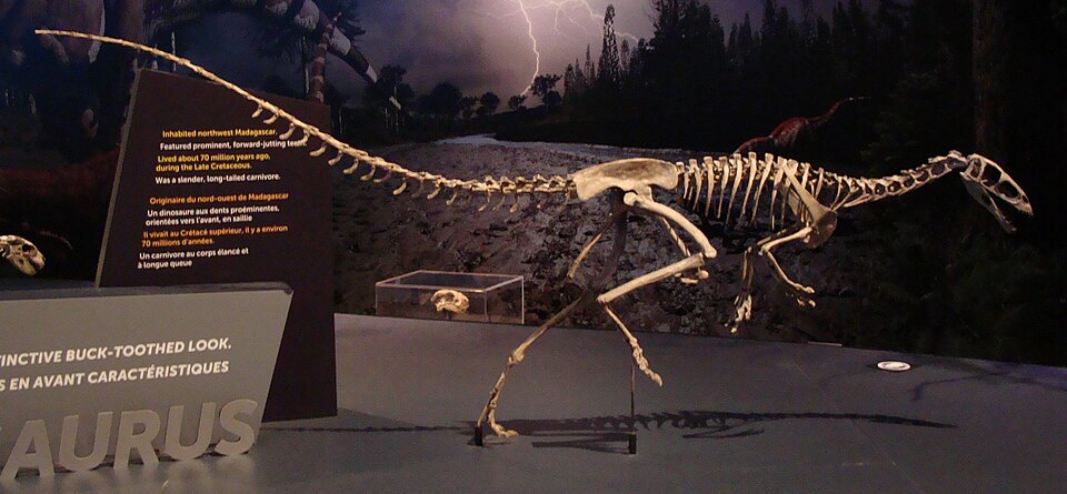File:Masiakasaurus.JPG