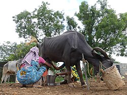 Woman milking a buffalo,Bangalore, India