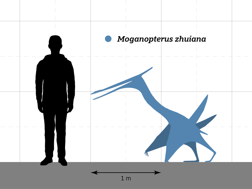 File:Moganopterus Size Comparison.svg