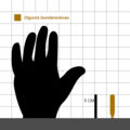 Size chart of Olgunia bondarenkoae.