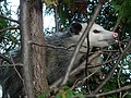 Image 6Virginia opossum in northeastern Ohio (from Virginia opossum)