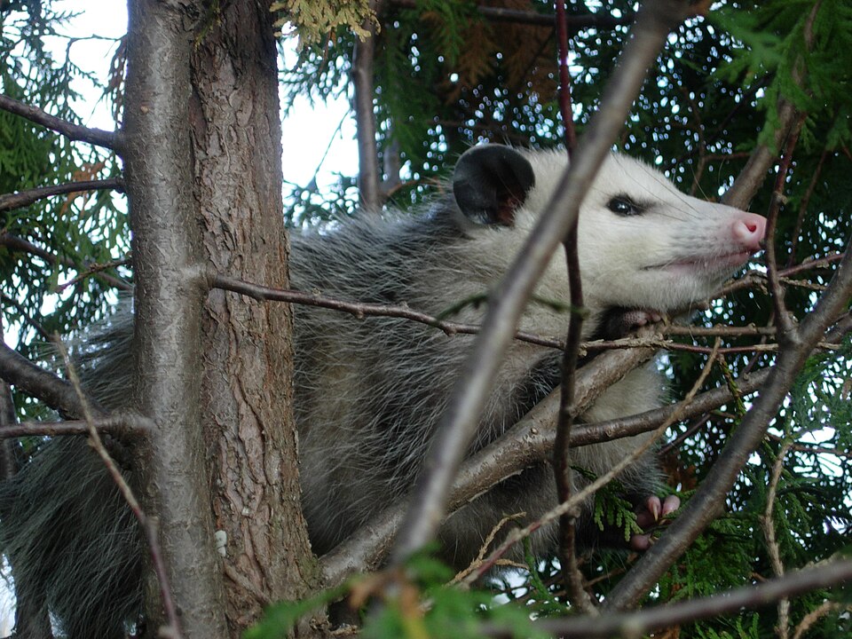 File:Possum122708.JPG