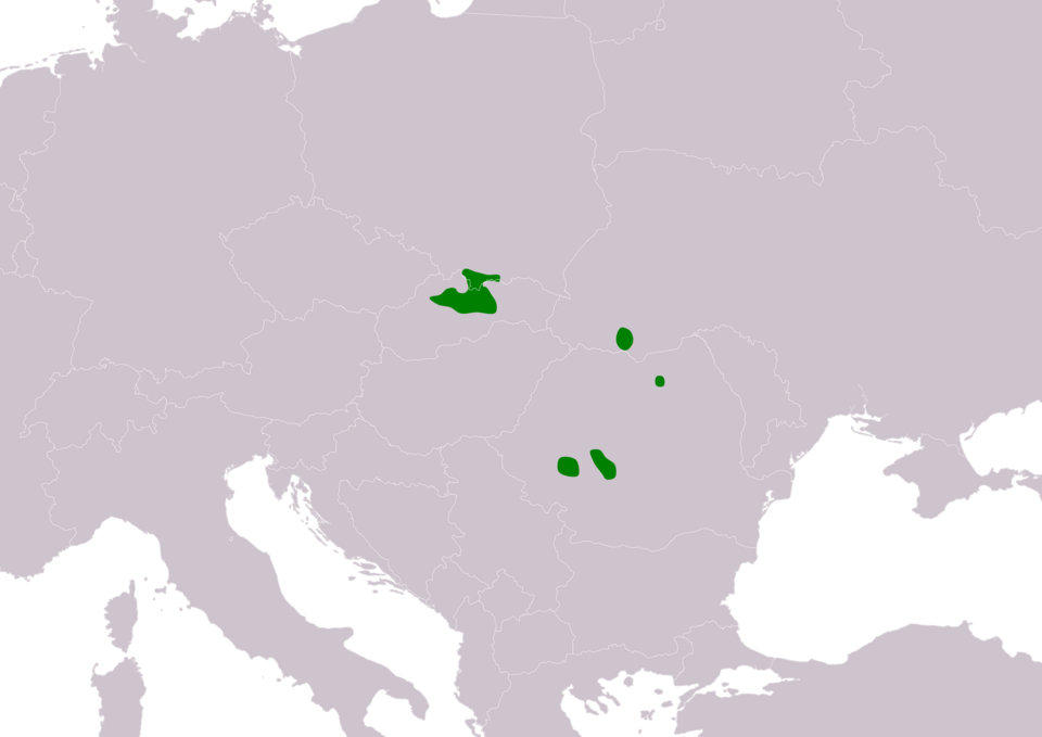 File:PseudogaurotinaExcellensIUCNver2020-1.png