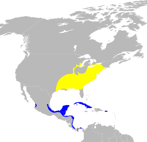 File:Wilsonia citrina map.svg