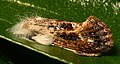 Thumbnail for version as of 12:39, 19 February 2010