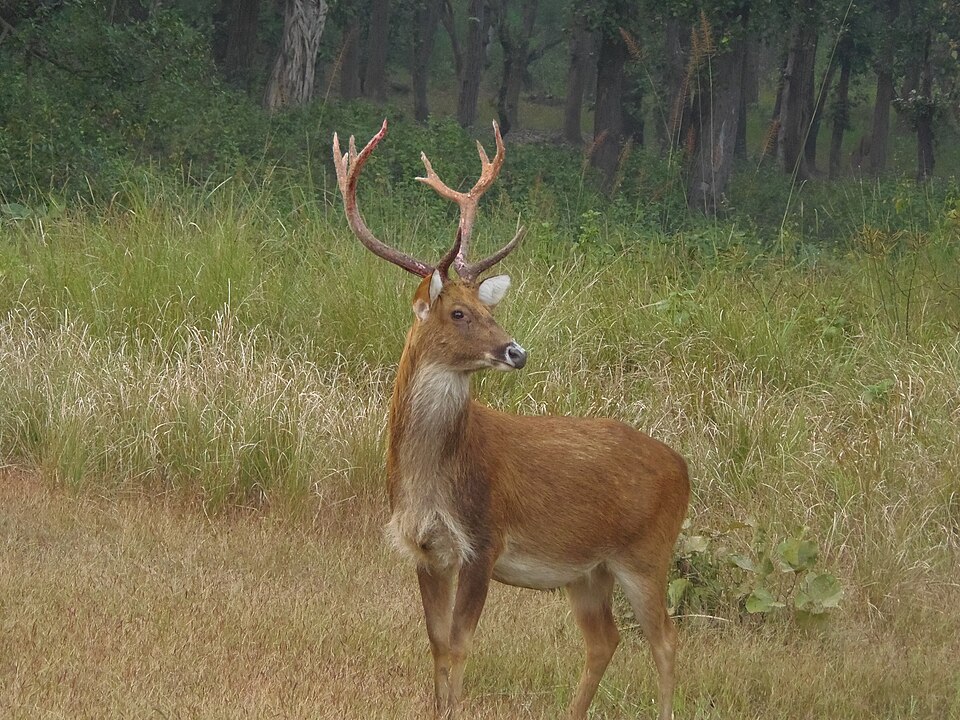 File:Barasingha Male deer.jpg