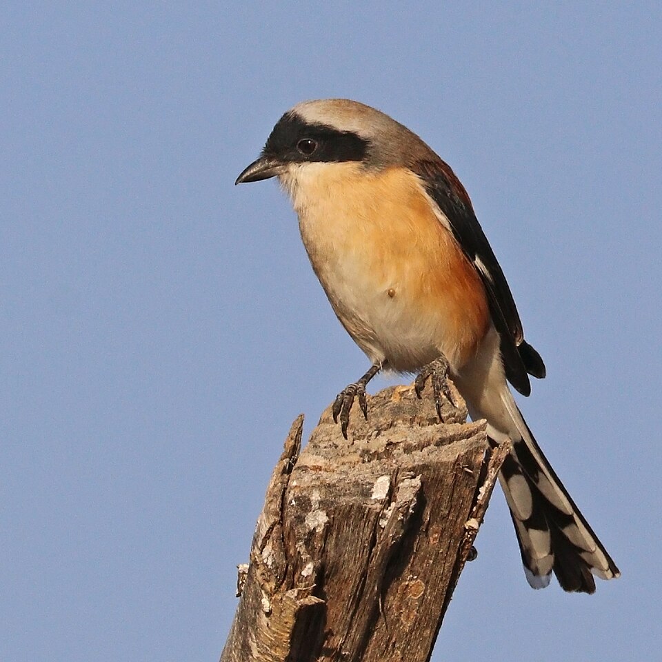 File:Bay-backed shrike (Lanius vittatus).jpg