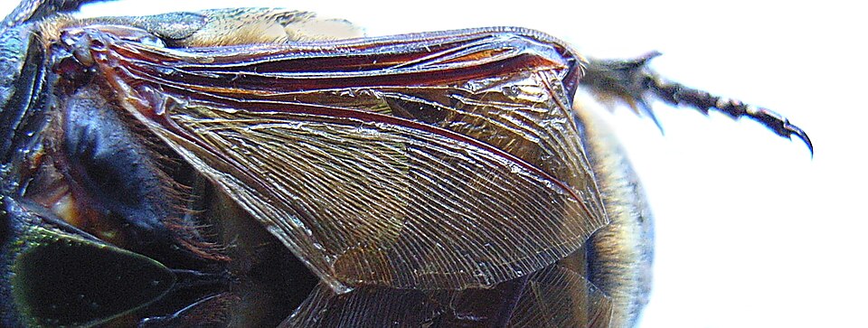 File:Beetlewing folded.JPG