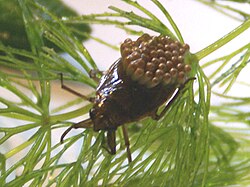 Appasus japonicus male with eggs