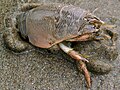 Emerita analoga (Crustacea: Hippidae)