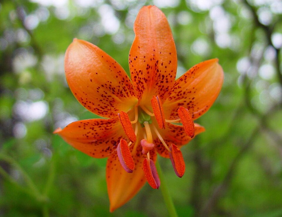 File:Lilium medeoloides Kurumayuri in Cyougatake02003-8-12.jpg