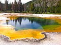 Image 58Archaea were initially viewed as extremophiles living in harsh environments, such as the yellow archaea pictured here in a hot spring, but they have since been found in a much broader range of habitats. (from Marine prokaryotes)
